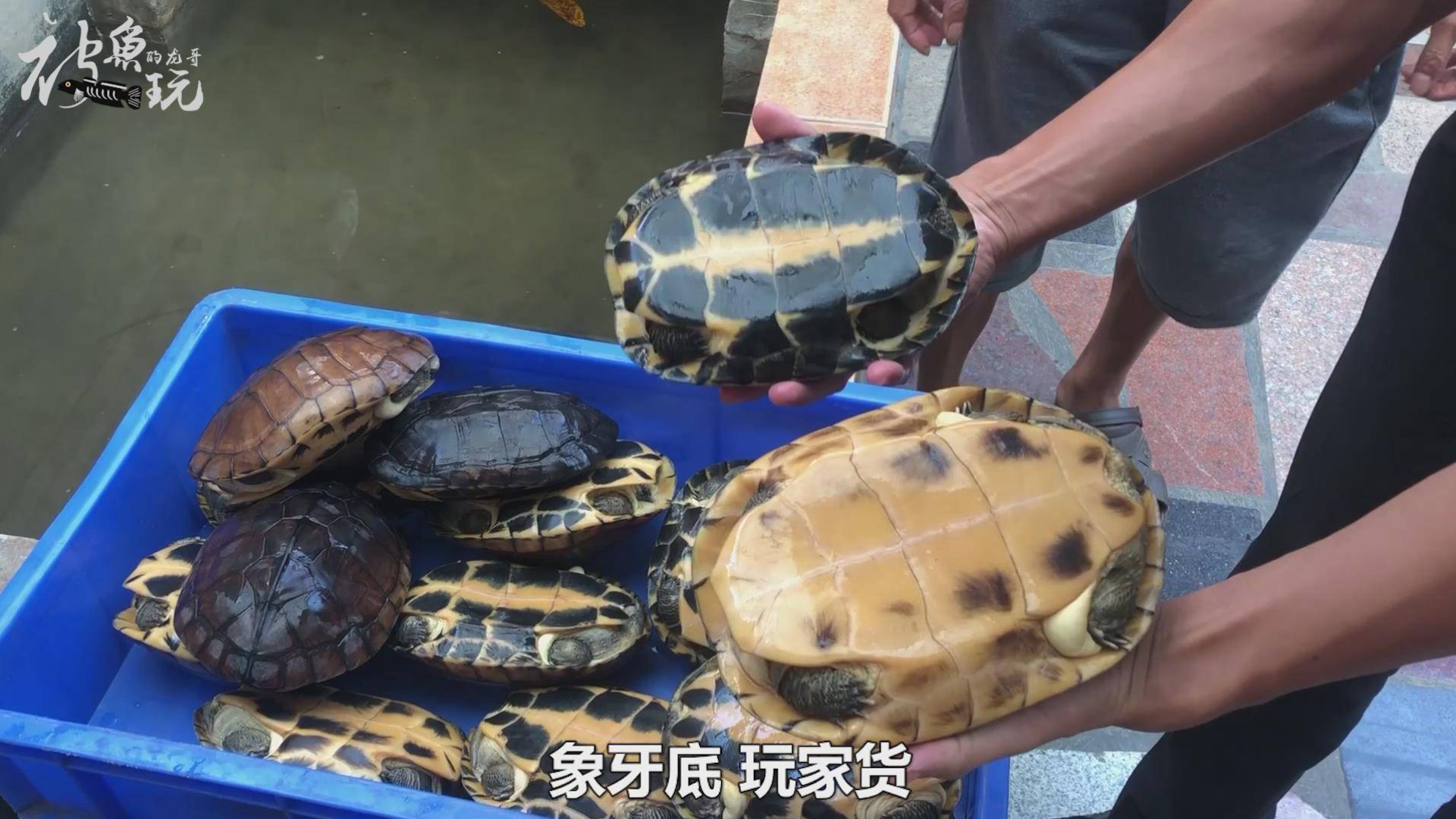 去顺德老板家买龟,养了10年的石头金钱龟,大叔说买回去熬汤?